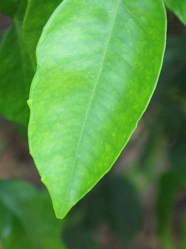              Margin (Winter Haven, FL)       